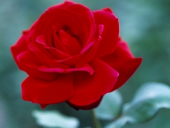 s-赤いバラ